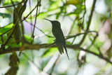 and a humming bird (Colibris) having a rest