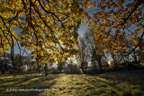 Autumn Under The Old Oak Tree