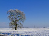 Lone Snowy Tree 2