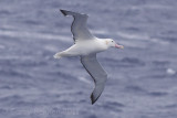 IMG_1613wandering albatross2.jpg