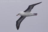 IMG_2736black-browed albatross3.jpg