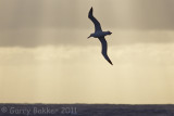 IMG_3587wandering albatross2.jpg