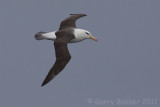 IMG_4990black-browed albatross2.jpg