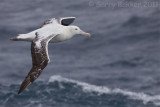 IMG_4980snowy albatross2.jpg