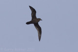 IMG_7254great-winged petrel4.jpg