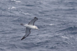 IMG_7163shy albatross2.jpg