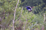 Black-capped Kingfisher - Halcyon pileata