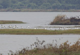 Black-headed Ibises - Threskiornis melanocephalus