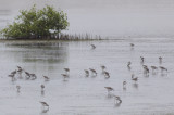 Marsh Sandpipers - Tringa stagnatilis