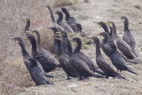 Indian Cormorants - Phalacrocorax fuscicollis with Little Cormorants - P. niger