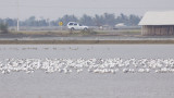 Caspian Terns - Hydroprogne caspia with Brown-headed Gulls - Larus brunnicephalus
