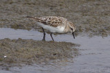 Red-necked Stint - Calidris ruficollis