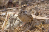 Indochinese Bushlark - Mirafra marionae