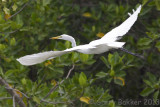 Eastern Great Egret - Ardea alba modesta