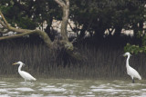 Chinese Egret - Egretta eulophotes with Little Egret - Egretta garzatta