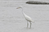 Chinese Egret - Egretta eulophotes