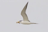 Greater Crested-Tern - Thalasseus bergii velox