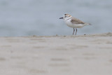 Swinhoe's Plover - Charadrius dealbatus