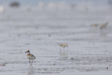 Greater Sand Plover - Charadrius leschenaultii