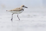 Greater Sand Plover - Charadrius leschenaultii
