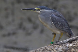 Striated Heron - Butorides striatus javanicus