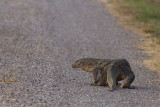 Water Monitor - Varanus salvator