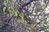 Banded Kingfisher - Lacedo pulchella amabilis