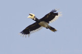 Oriental Pied Hornbill - Anthracoceros albirostris