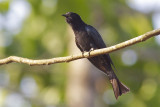 Drongo-Cuckoo - Surniculus dicruroides