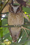 White-fronted Scops-Owl - Otus sagittatus