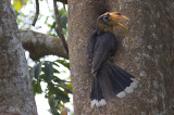 Tickell's Brown Hornbill - Anorrhinus tickelli