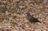 Emerald Dove - Chalcophaps indica