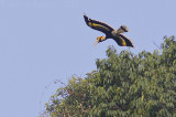Great Hornbill − Buceros bicornis