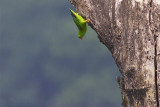 Vernal Hanging-Parrot - Loriculus vernalis