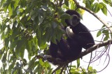 White-handed Gibbon - Hylobates lar