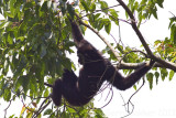 White-handed Gibbon - Hylobates lar