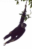 White-handed Gibbon - Hylobates lar