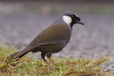 Black-throated Laughingthrush - Dryonastes chinensis propinquus