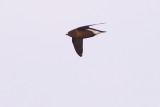 Brown-backed Needletails - Hirundapus giganteus indicus