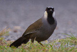 Black-throated Laughingthrush - Dryonastes chinensis propinquus