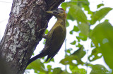 Laced Woodpecker - Picus vittatus