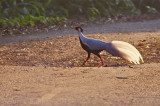 Silver Pheasant - Lophura nycthemera nycthemera