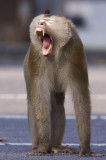 Northern Pig-tailed Macaque - Macaca leonina
