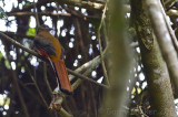 Red-headed Trogon - Harpactes erythrocephalus 