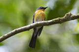 Hill blue-Flycatcher - Cyornis banyumas whitei
