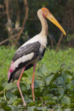 Painted Stork - Mycteria leucocephala
