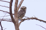 Spotted Owlet - Athene brama mayri