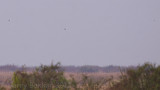 Bengal Floricans - Eupodotis bengalensis blandini