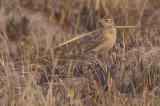 Oriental Skylark - Alauda gulgula herberti