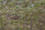 Yellow-legged Buttonquail - Turnix tanki blanfordi